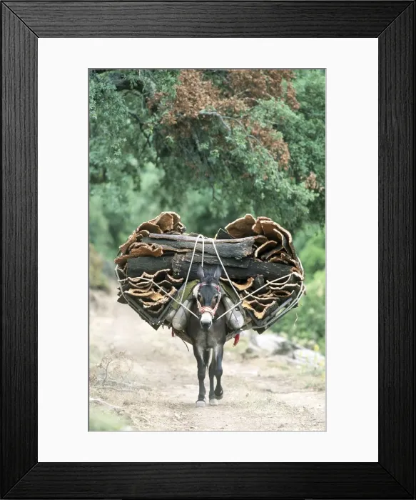 Framed Print : Picture No. 10760539 Framed Print : Picture No. 10760539