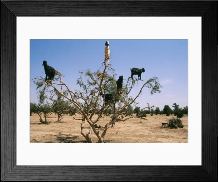 Framed Print : Picture No. 10760574 Framed Print : Picture No. 10760574