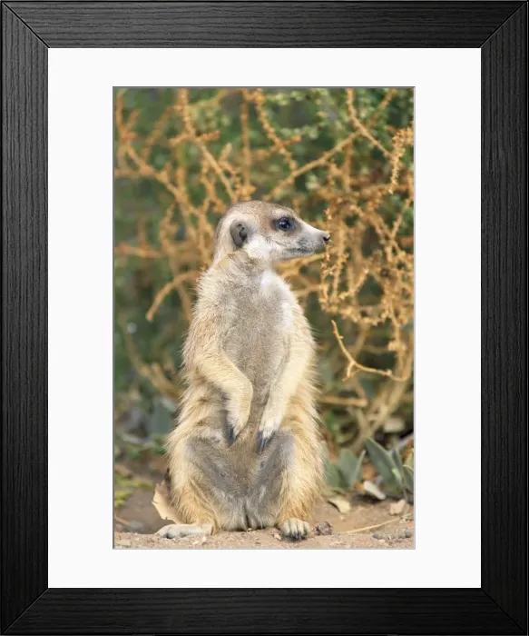 Framed Print : Picture No. 10760558 Framed Print : Picture No. 10760558