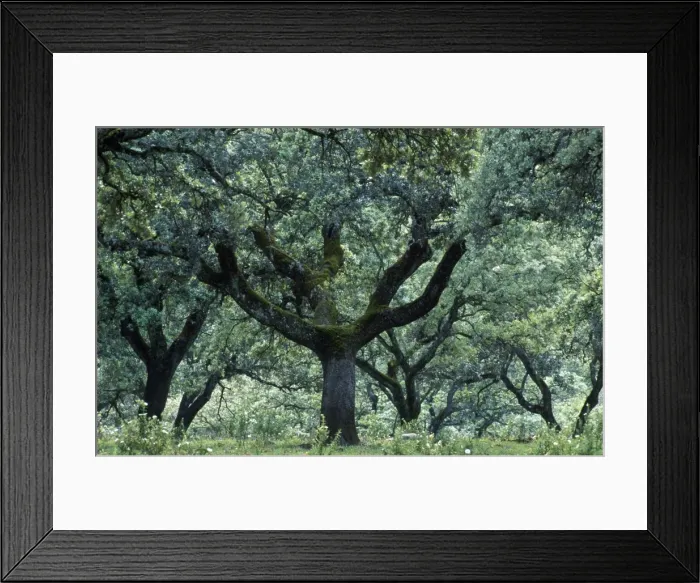 Framed Print : Picture No. 10760547 Framed Print : Picture No. 10760547