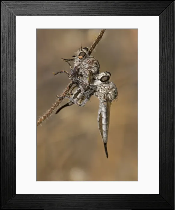 Framed Print : Picture No. 10735854 Framed Print : Picture No. 10735854