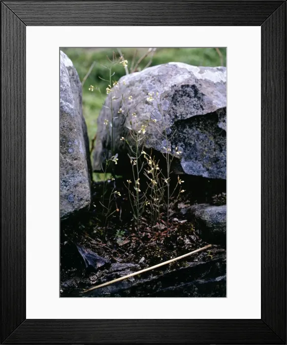 Framed Print : Picture No. 10756870 Framed Print : Picture No. 10756870