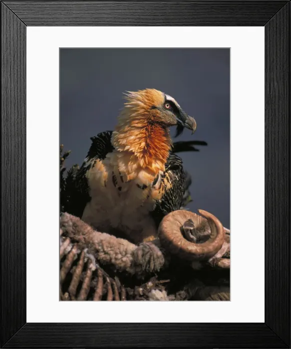 Framed Print : Picture No. 10735285 Framed Print : Picture No. 10735285