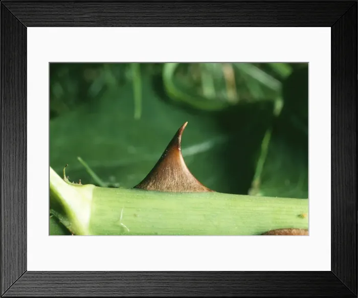Framed Print : Picture No. 10756944 Framed Print : Picture No. 10756944