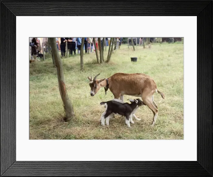 Framed Print : Picture No. 10760430 Framed Print : Picture No. 10760430
