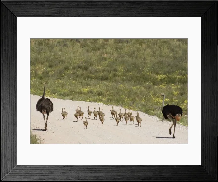 Framed Print : Picture No. 10761327 Framed Print : Picture No. 10761327