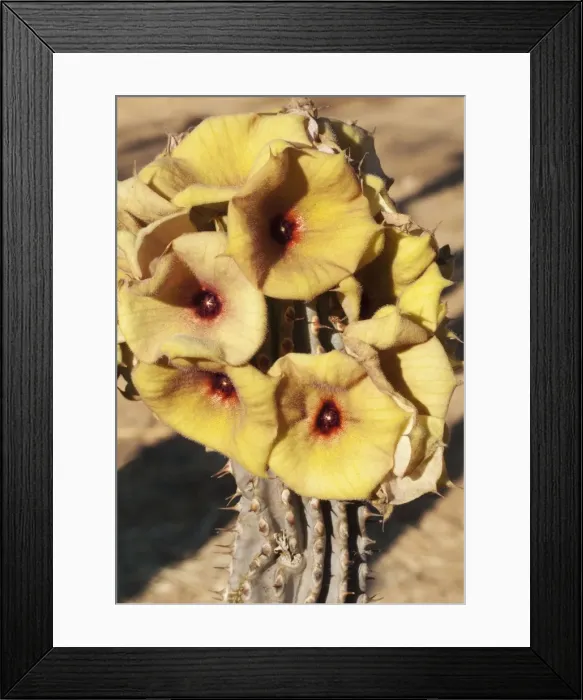 Framed Print : Picture No. 10761332 Framed Print : Picture No. 10761332