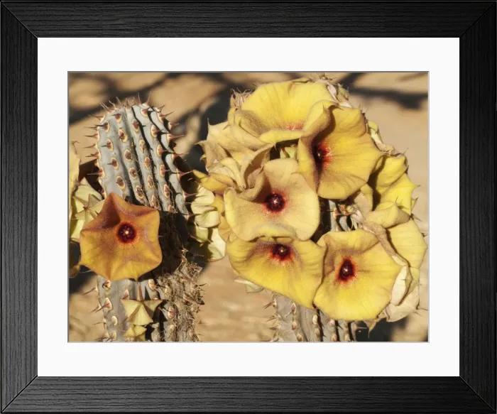 Framed Print : Picture No. 10761333 Framed Print : Picture No. 10761333