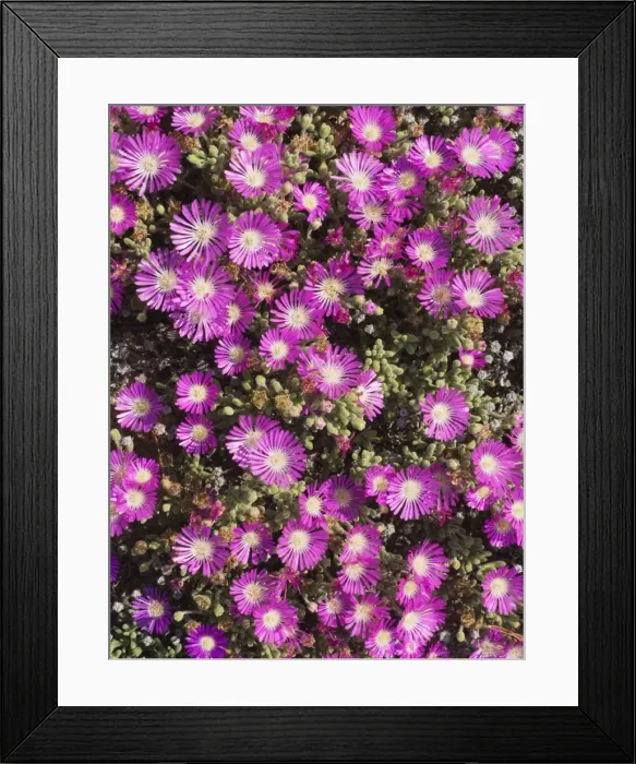 Framed Print : Picture No. 10761334 Framed Print : Picture No. 10761334