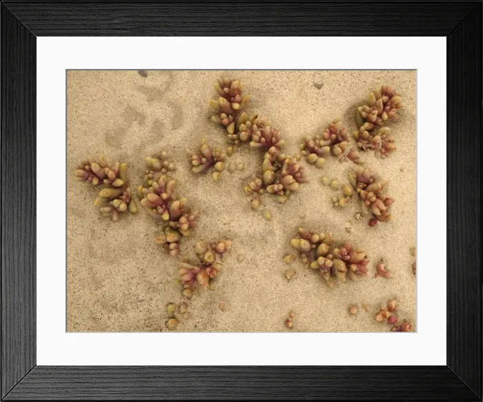 Framed Print : Picture No. 10761328 Framed Print : Picture No. 10761328