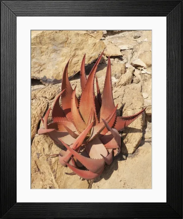 Framed Print : Picture No. 10761336 Framed Print : Picture No. 10761336