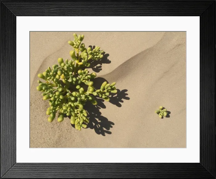 Framed Print : Picture No. 10761329 Framed Print : Picture No. 10761329