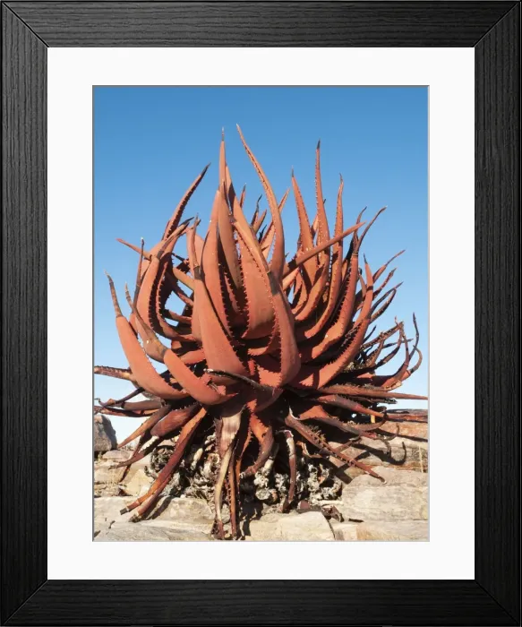 Framed Print : Picture No. 10761339 Framed Print : Picture No. 10761339