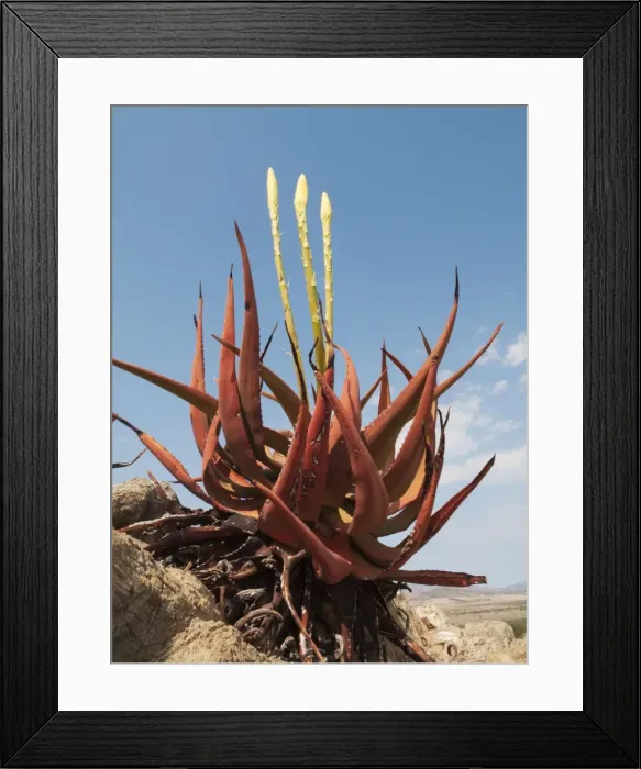 Framed Print : Picture No. 10761337 Framed Print : Picture No. 10761337