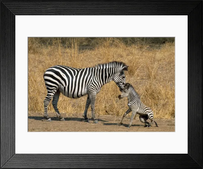 Framed Print : Picture No. 10761680 Framed Print : Picture No. 10761680