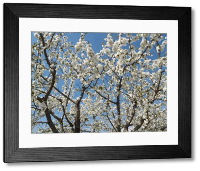 Framed Print : Picture No. 10761718 Framed Print : Picture No. 10761718