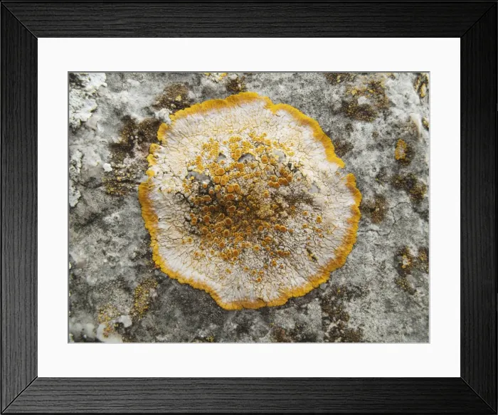 Framed Print : Picture No. 10761709 Framed Print : Picture No. 10761709