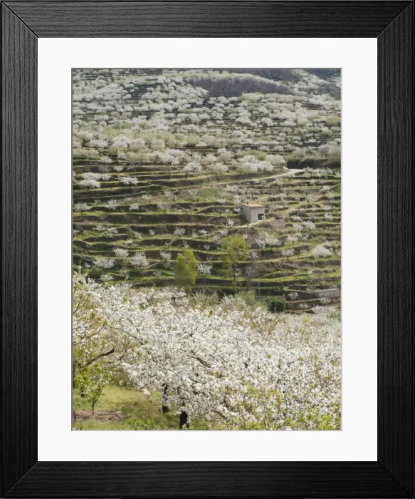 Framed Print : Picture No. 10761717 Framed Print : Picture No. 10761717
