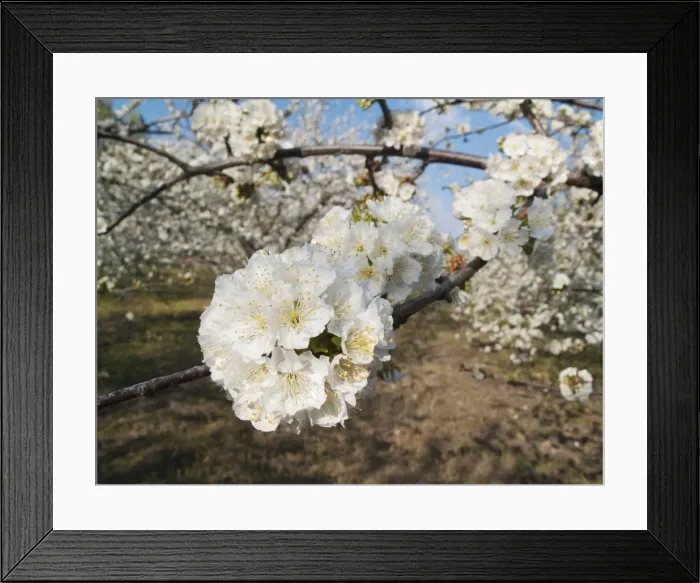 Framed Print : Picture No. 10761721 Framed Print : Picture No. 10761721