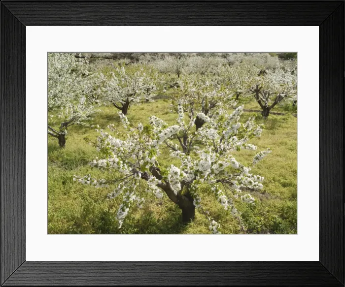 Framed Print : Picture No. 10761719 Framed Print : Picture No. 10761719