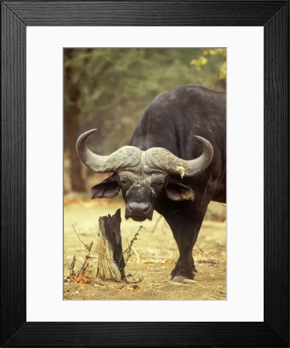 Framed Print : Picture No. 10761764 Framed Print : Picture No. 10761764