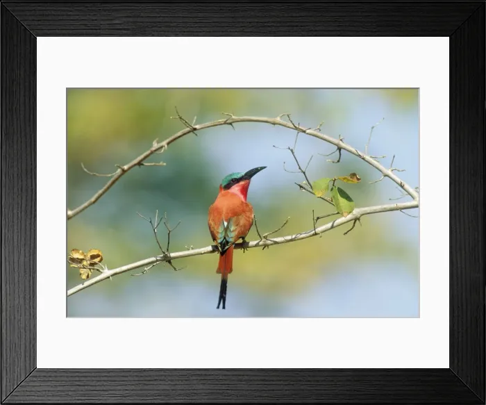 Framed Print : Picture No. 10761763 Framed Print : Picture No. 10761763