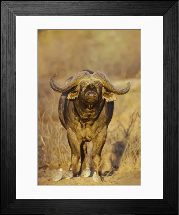 Framed Print : Picture No. 10761765 Framed Print : Picture No. 10761765