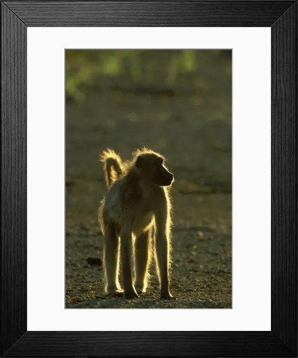 Framed Print : Picture No. 10761762 Framed Print : Picture No. 10761762
