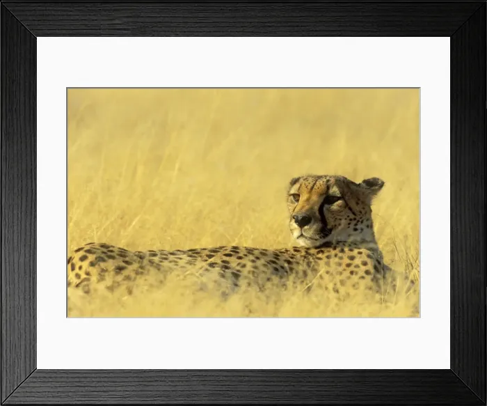 Framed Print : Picture No. 10761767 Framed Print : Picture No. 10761767