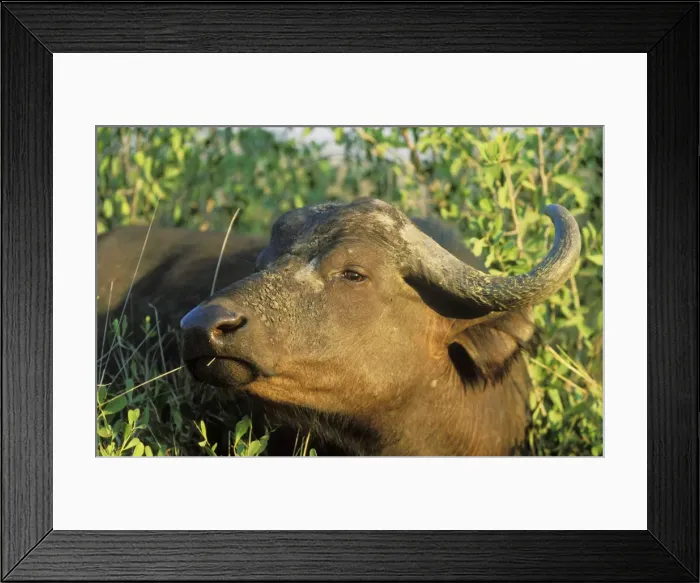 Framed Print : Picture No. 10761766 Framed Print : Picture No. 10761766