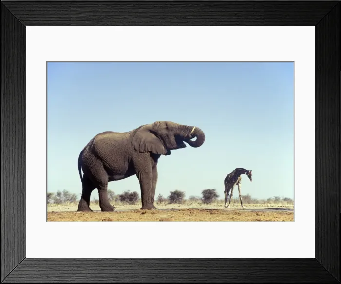 Framed Print : Picture No. 10761772 Framed Print : Picture No. 10761772