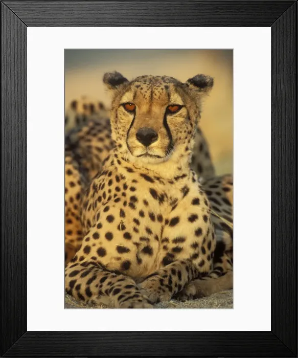 Framed Print : Picture No. 10761768 Framed Print : Picture No. 10761768