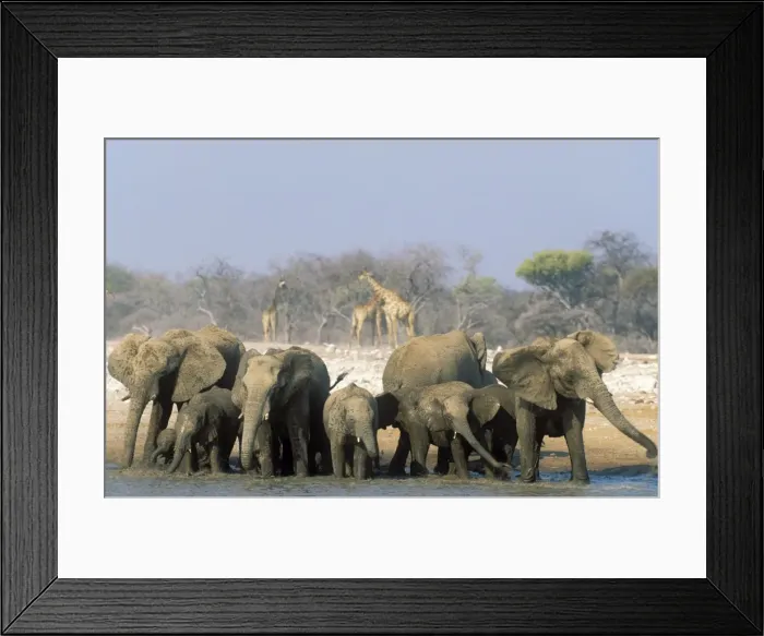 Framed Print : Picture No. 10761777 Framed Print : Picture No. 10761777