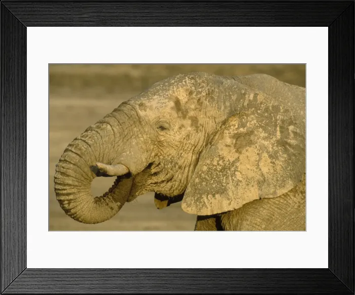 Framed Print : Picture No. 10761776