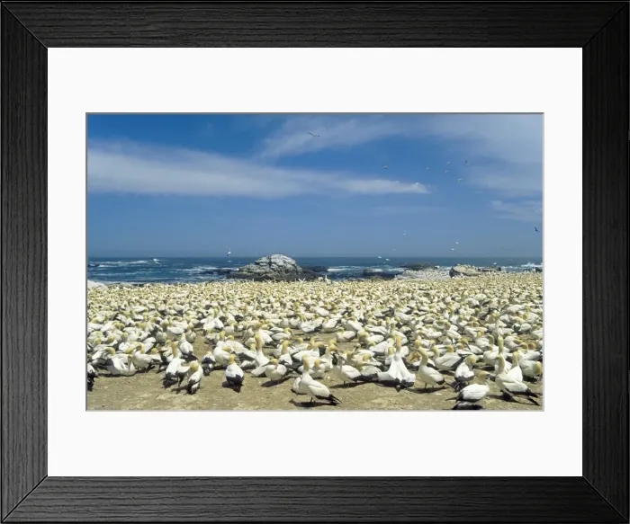 Framed Print : Picture No. 10761780 Framed Print : Picture No. 10761780