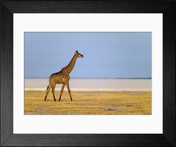 Framed Print : Picture No. 10761786 Framed Print : Picture No. 10761786
