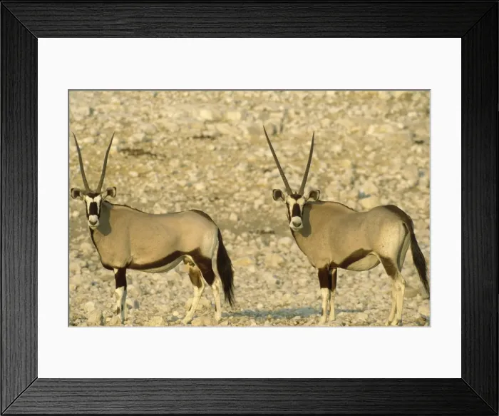 Framed Print : Picture No. 10761784 Framed Print : Picture No. 10761784