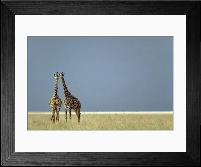 Framed Print : Picture No. 10761785 Framed Print : Picture No. 10761785
