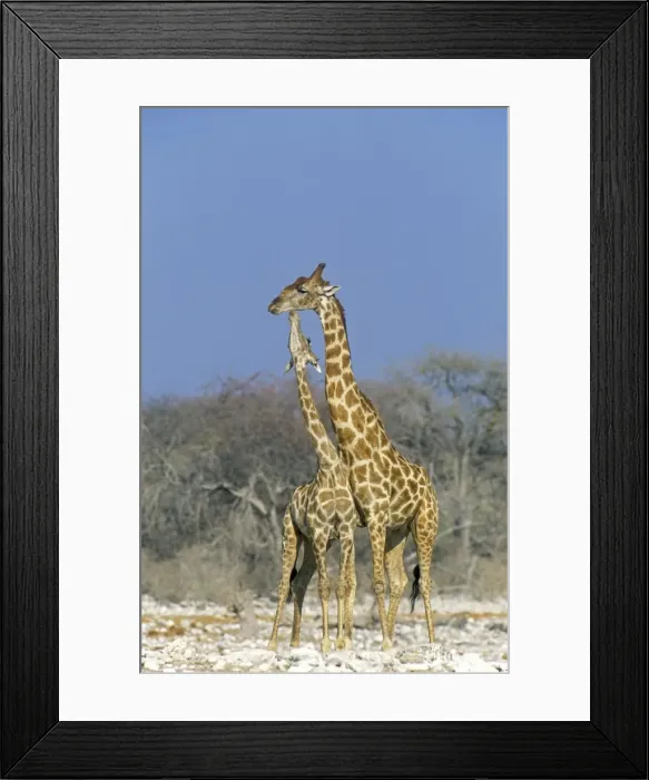 Framed Print : Picture No. 10761789 Framed Print : Picture No. 10761789