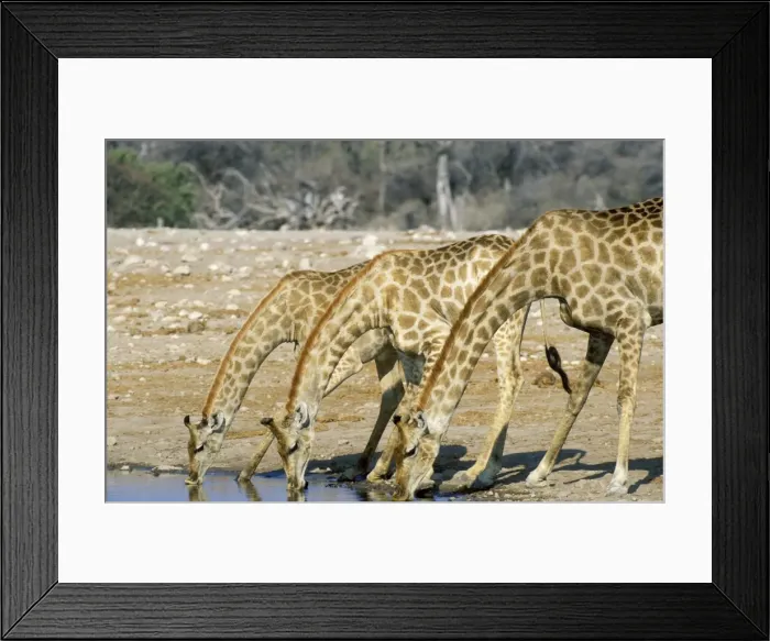 Framed Print : Picture No. 10761788 Framed Print : Picture No. 10761788