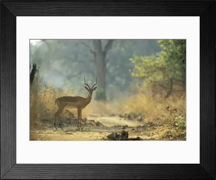 Framed Print : Picture No. 10761796 Framed Print : Picture No. 10761796
