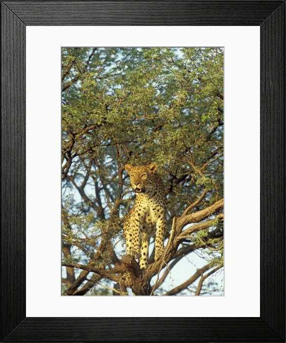 Framed Print : Picture No. 10761798 Framed Print : Picture No. 10761798