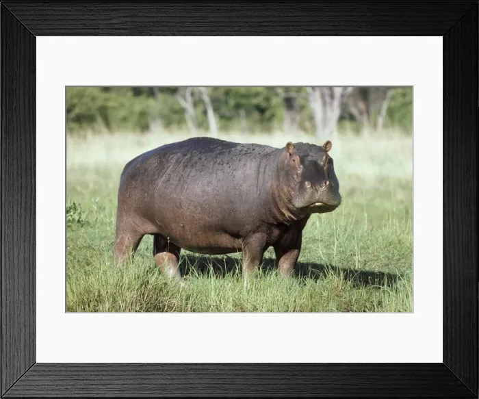 Framed Print : Picture No. 10761790 Framed Print : Picture No. 10761790