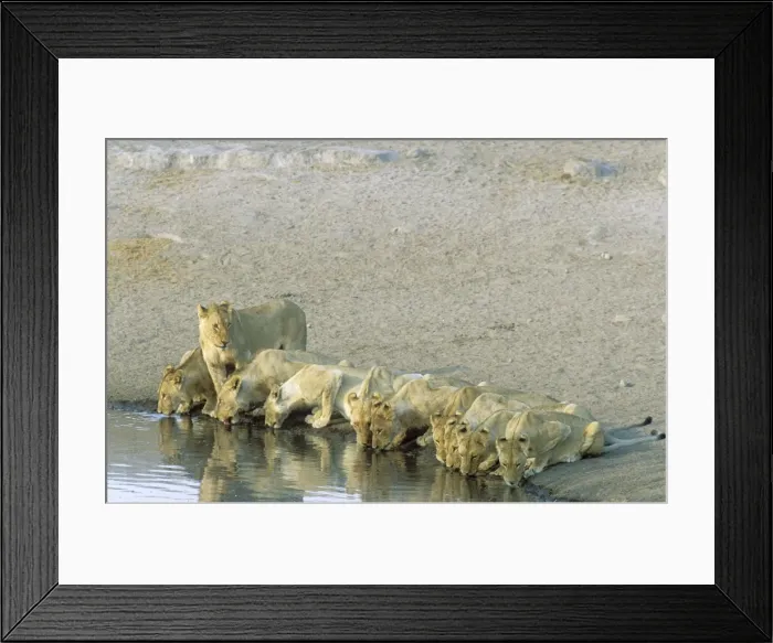 Framed Print : Picture No. 10761801 Framed Print : Picture No. 10761801