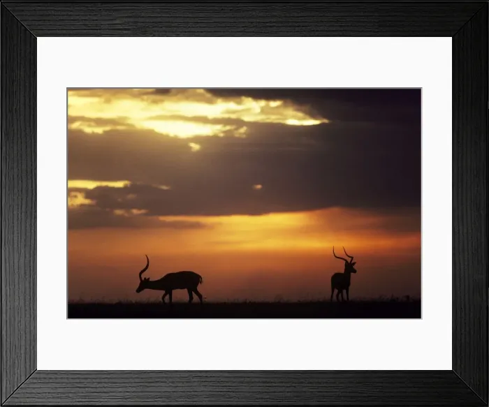 Framed Print : Picture No. 10761795 Framed Print : Picture No. 10761795