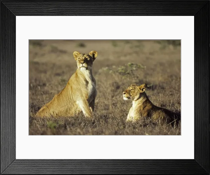 Framed Print : Picture No. 10761799 Framed Print : Picture No. 10761799