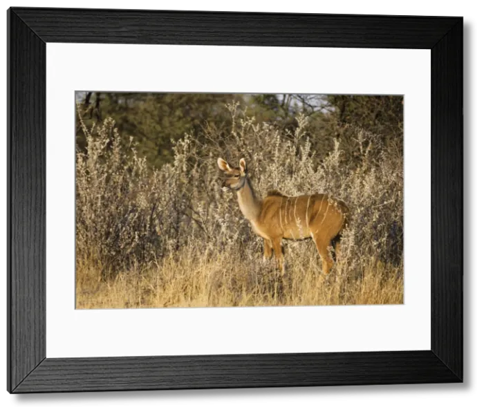 Framed Print : Picture No. 10761797 Framed Print : Picture No. 10761797