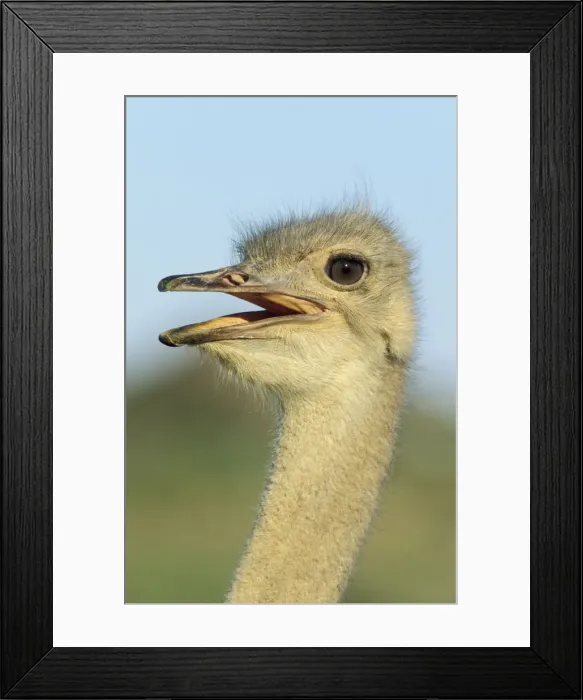 Framed Print : Picture No. 10761845 Framed Print : Picture No. 10761845