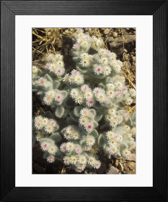 Framed Print : Picture No. 10761849
