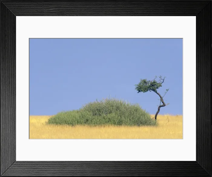 Framed Print : Picture No. 10761851